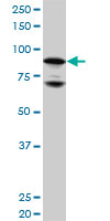 WB - NR3C1 Antibody (monoclonal) (M01) AT3105a